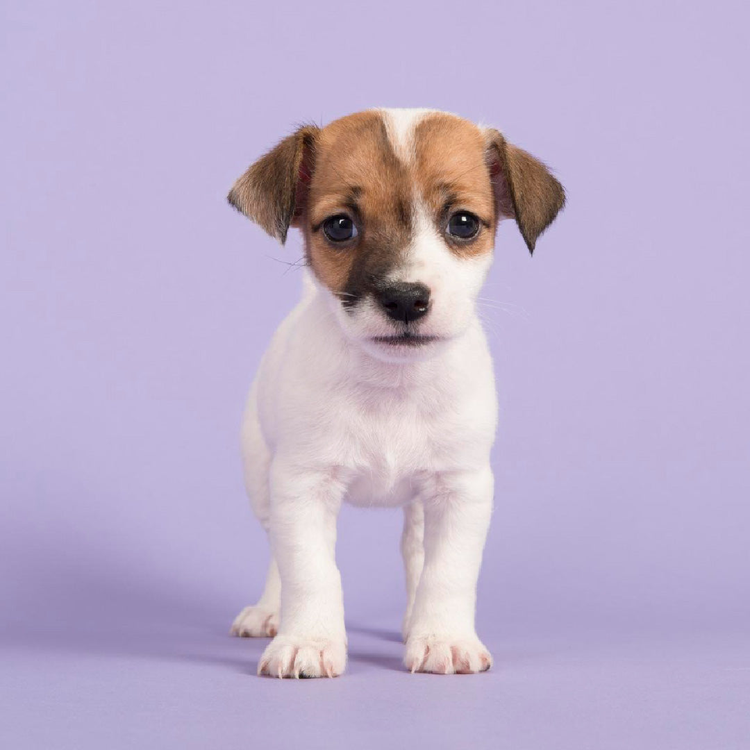 Alimentos Perros Cachorros