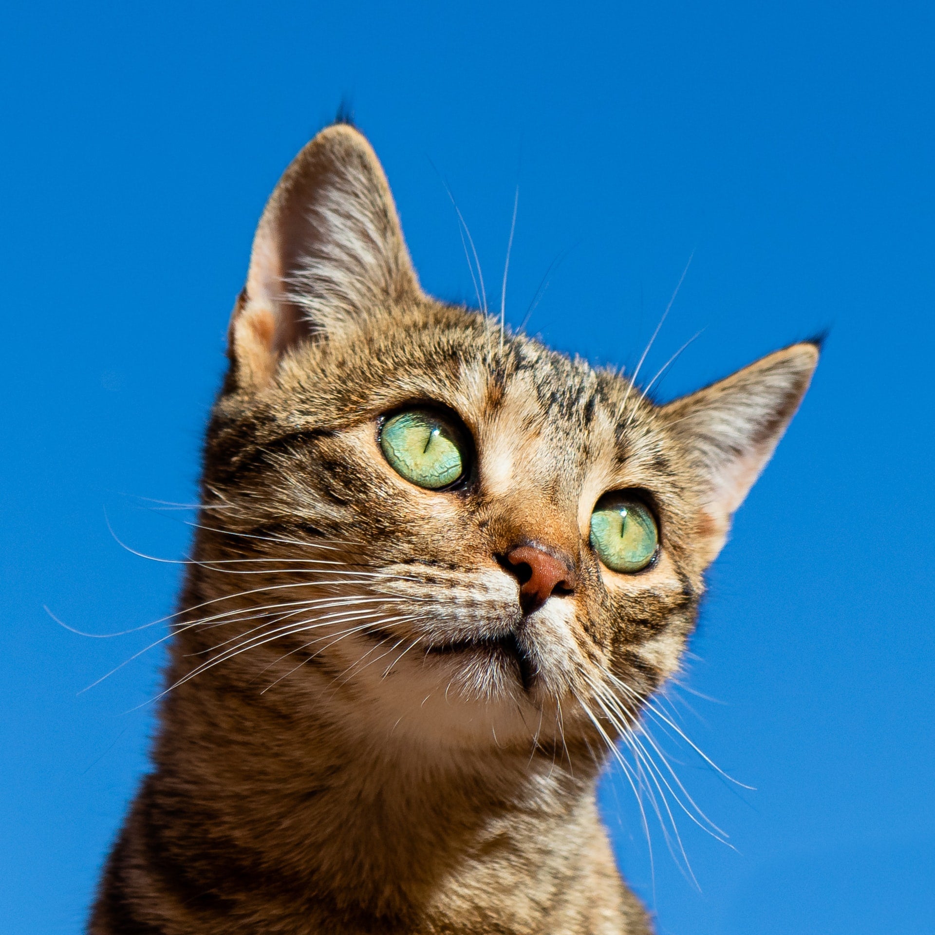 Alimentos balanceados para gatos adultos en Córdoba..