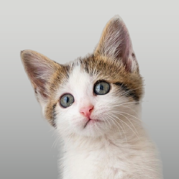 Alimento balanceado para gatitos cachorros kittens en Córdoba.