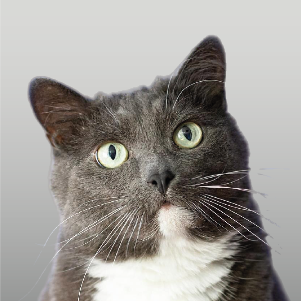 Alimentos balanceados para gatos adultos en Córdoba..