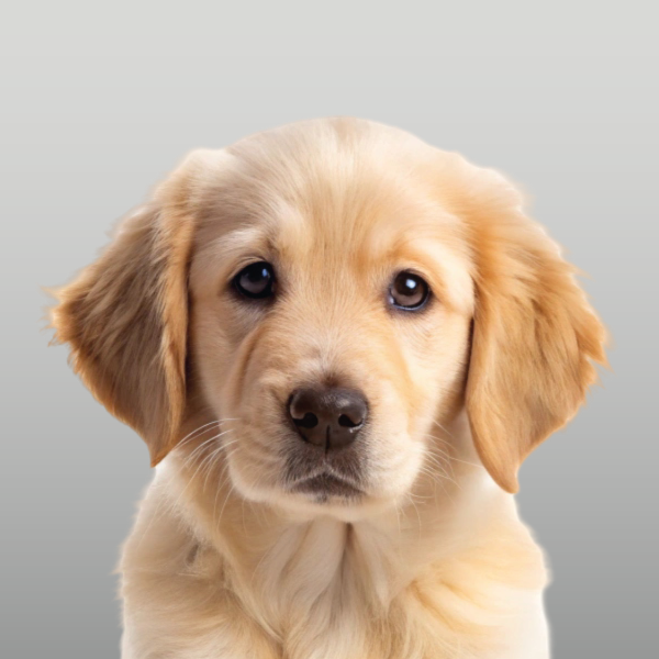 Perros Cachorros